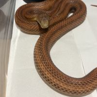 Serpent des blés