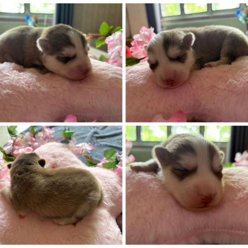 Chiots pomsky f5 mini / standard yeux bleus #2
