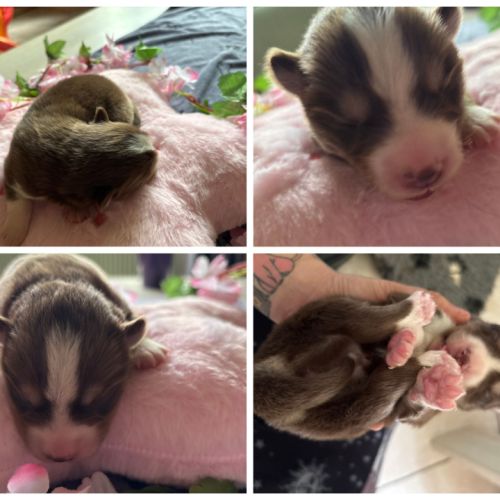 Chiots pomsky f5 mini / standard yeux bleus #5
