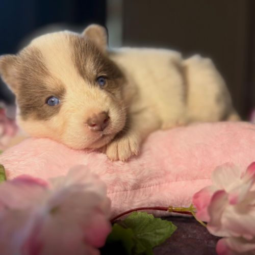 Chiots pomsky f5 mini / standard yeux bleus #2