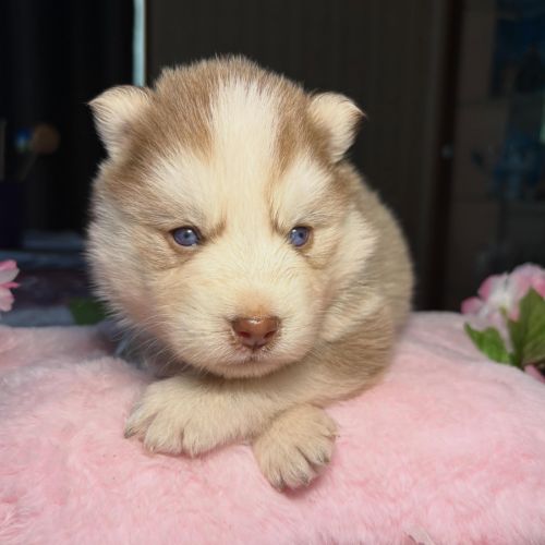 Chiots pomsky f5 mini / standard yeux bleus
