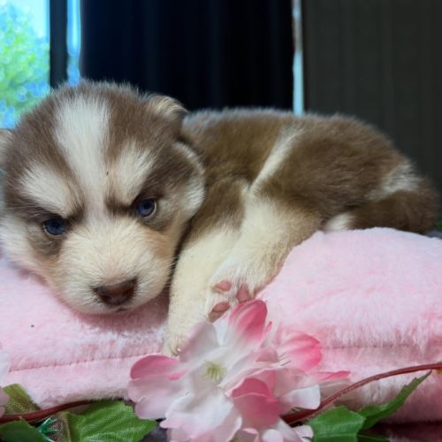 Chiots pomsky f5 mini / standard yeux bleus #0