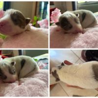 Chiots pomsky f5 mini / standard yeux bleus