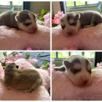 Chiots pomsky f5 mini / standard yeux bleus #2