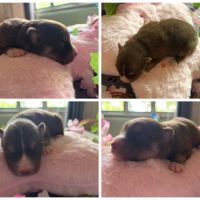 Chiots pomsky f5 mini / standard yeux bleus #3