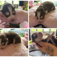 Chiots pomsky f5 mini / standard yeux bleus #4