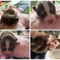 Chiots pomsky f5 mini / standard yeux bleus #5