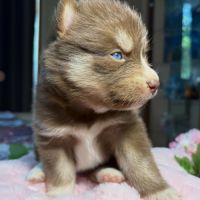 Chiots pomsky f5 mini / standard yeux bleus #1