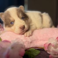 Chiots pomsky f5 mini / standard yeux bleus #2