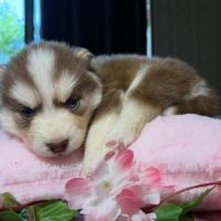 Chiots pomsky f5 mini / standard yeux bleus