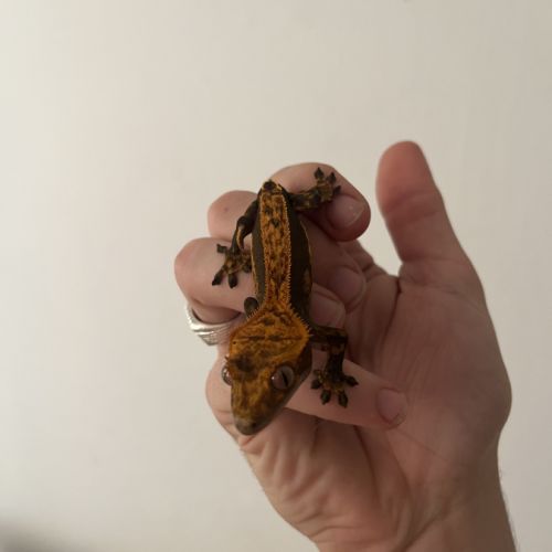 Gecko a crête harlequin #3