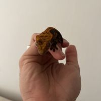 Gecko a crête harlequin