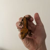 Gecko a crête harlequin #3