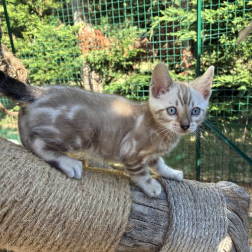 Chaton bengal loof