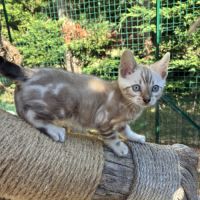 Chaton bengal loof #0