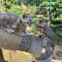 Chaton bengal loof #2