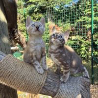 Chaton bengal loof #3