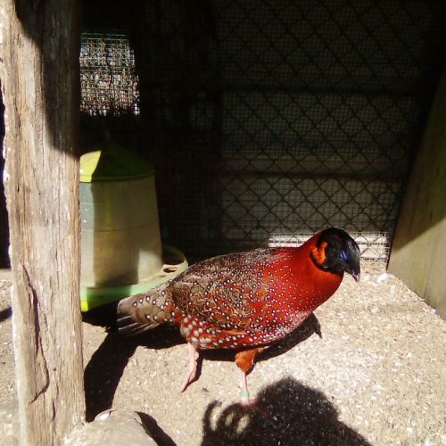 Cède couple faisan tragopan satyre #1