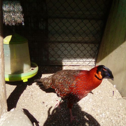 Cède couple faisan tragopan satyre