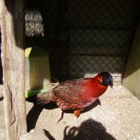 Cède couple faisan tragopan satyre #1