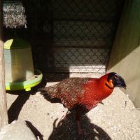 Cède couple faisan tragopan satyre #0