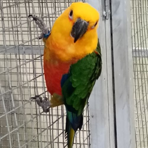 Conure jendaya #1