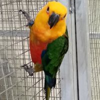 Conure jendaya #1