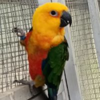 Conure jendaya #0