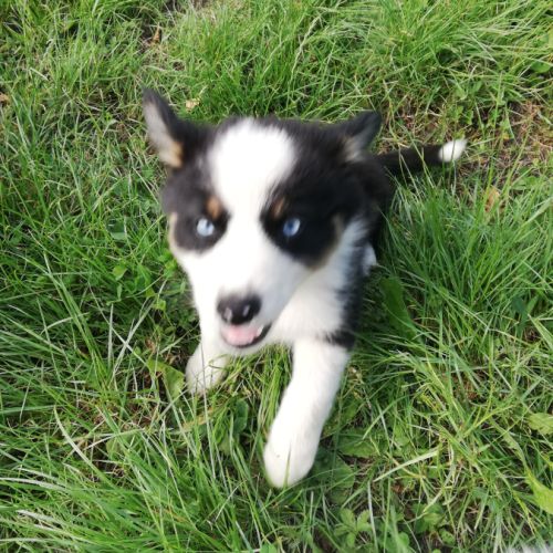 Chiots bergers australiens yeux bleus #0