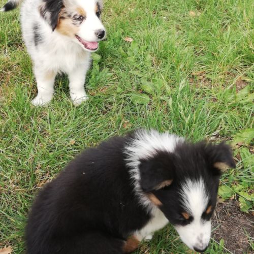Chiots bergers australiens yeux bleus #2