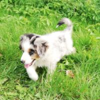 Chiots bergers australiens yeux bleus #3