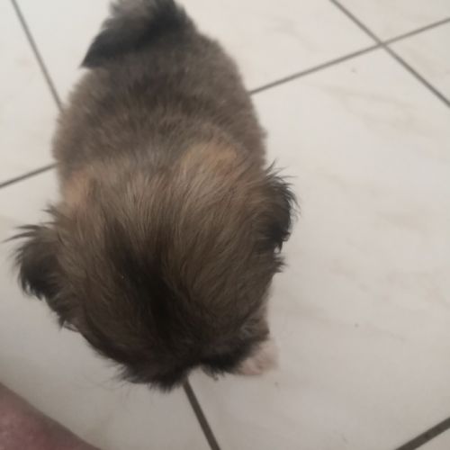 Portée de chiot lhassa #1