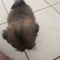 Portée de chiot lhassa #1