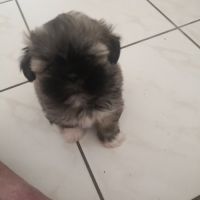 Portée de chiot lhassa #2