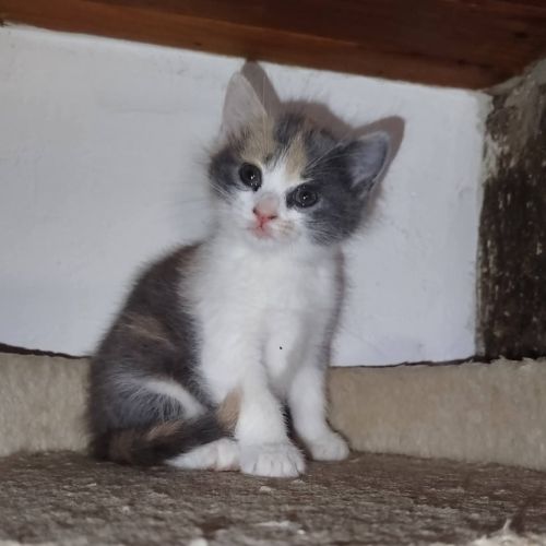 Baïa et bidule, un duo a l'adoption #1