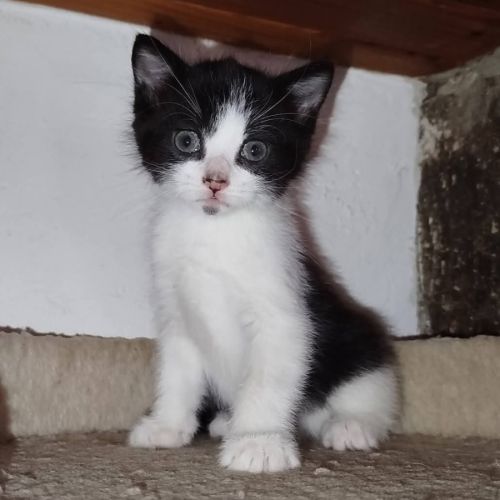 Baïa et bidule, un duo a l'adoption #0