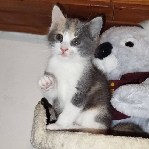 Baïa et bidule, un duo a l'adoption #3