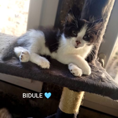 Baïa et bidule, un duo a l'adoption #8