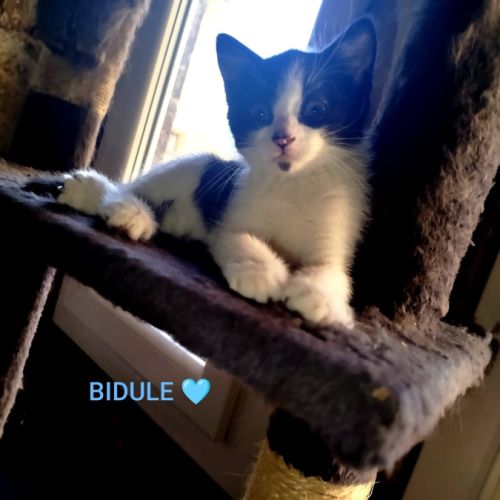 Baïa et bidule, un duo a l'adoption #9