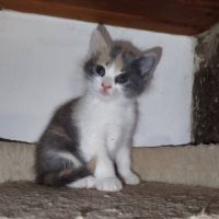 Baïa et bidule, un duo a l'adoption #1