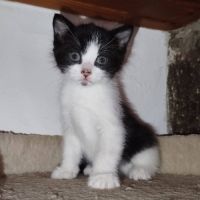Baïa et bidule, un duo a l'adoption