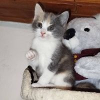 Baïa et bidule, un duo a l'adoption #3