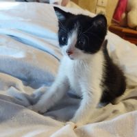 Baïa et bidule, un duo a l'adoption #4