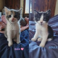 Baïa et bidule, un duo a l'adoption