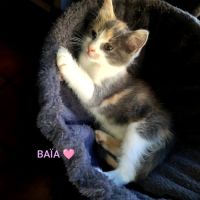 Baïa et bidule, un duo a l'adoption #6
