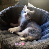 Baïa et bidule, un duo a l'adoption #7