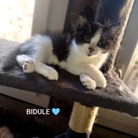 Baïa et bidule, un duo a l'adoption #8