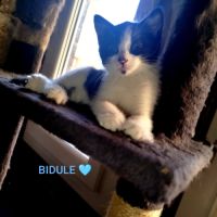 Baïa et bidule, un duo a l'adoption #9