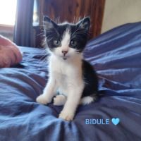 Baïa et bidule, un duo a l'adoption #10