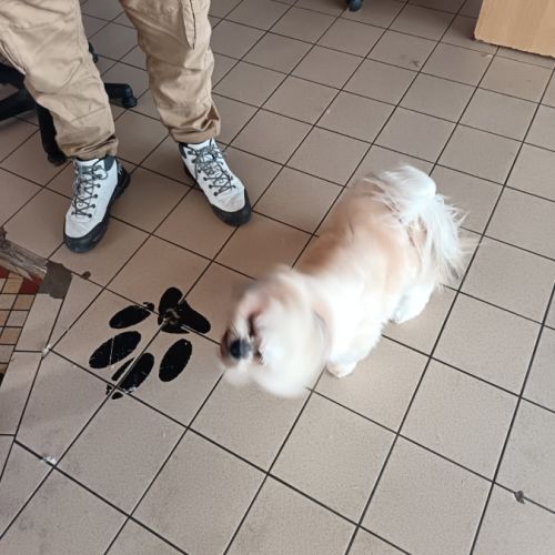 Mâle lhassa apso pour saillie #1